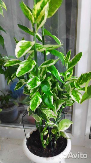 Педилантус вариегатный