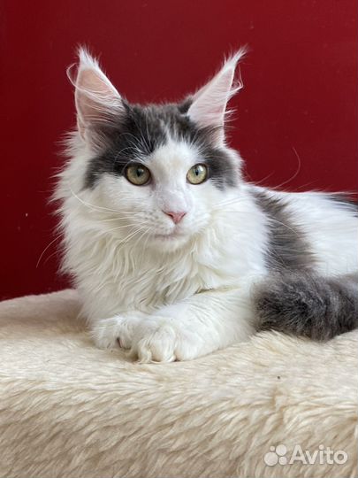 Кошечка мейн-кун