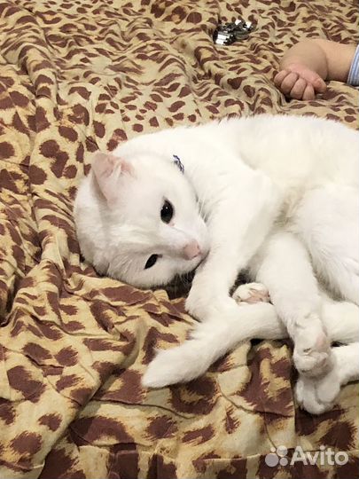 Турецкая ангора подаою