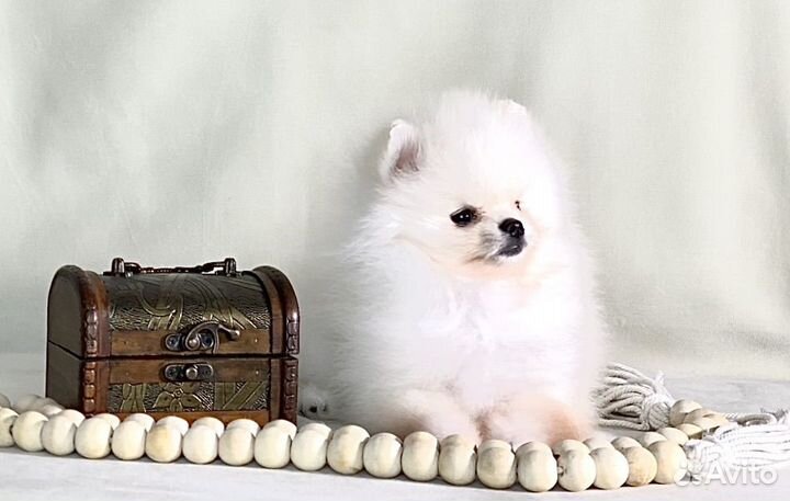 Щенки померанцы