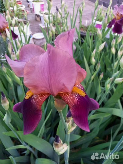 Ирисы бородатые все сортовые