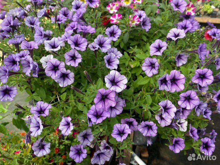 Петуния Литлтунья Блю Вейн рассада доставка