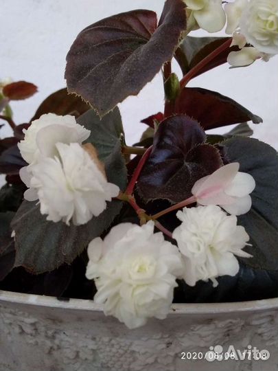 Бегонии 7 видов