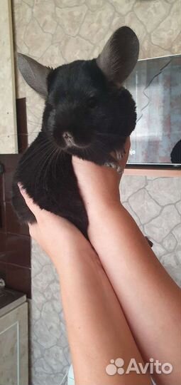 Шиншилла