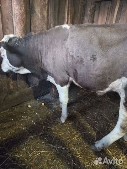 Бычок 8 месяцев, без торга