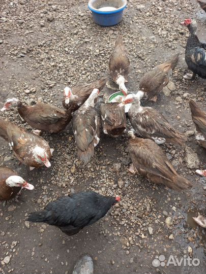 Яйцо индоутки