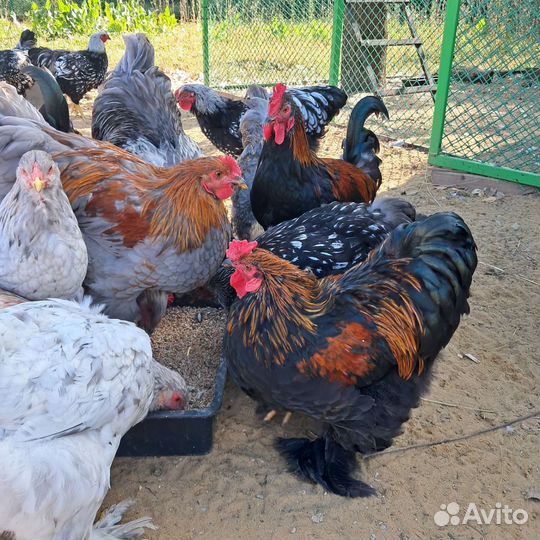 Молодые петухи