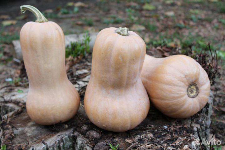 Тыква баттернат семена