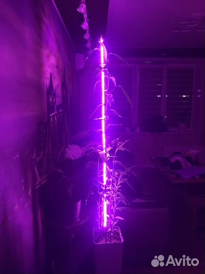 Комнатные цветы бамбук с подсветкой