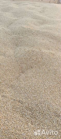 Продам ячмень