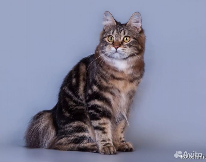 Курильский бобтейл