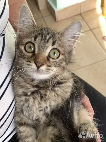 Котенок