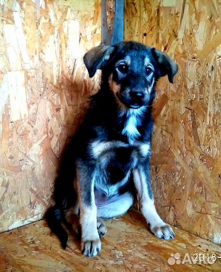 Лучший друг в дар