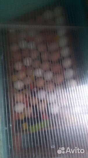 Яйца на инкубацию. Цыплята