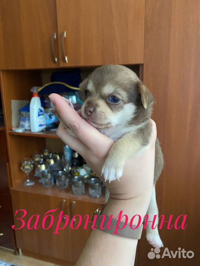 Щенки чихуахуа