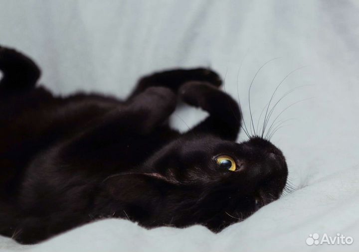 Кошка в дар