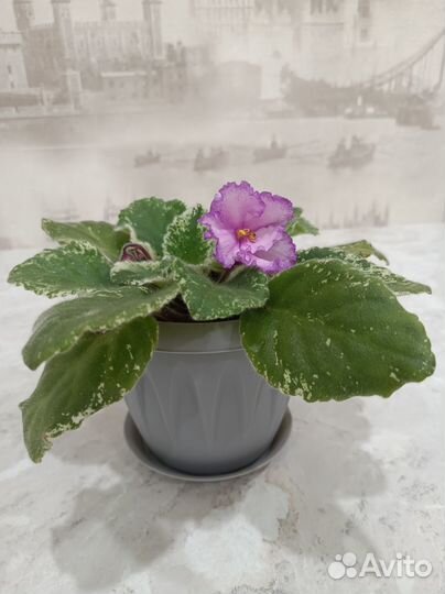 Фиалка Птица Феникс