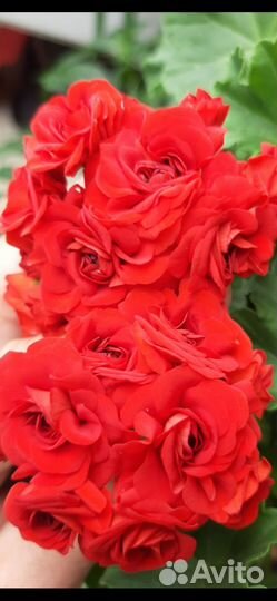 Взрослые розебудные герани