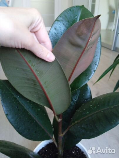 Фикус черный принц