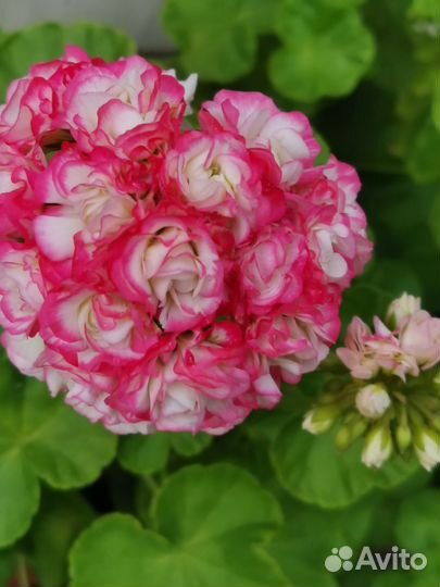 Пеларгония герань