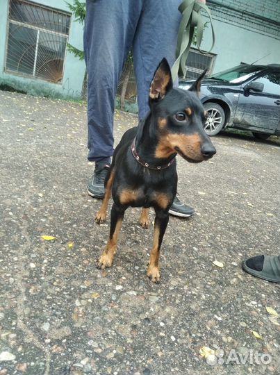 Щенки цвергпинчера