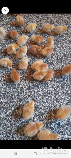 Цыплята бройлеры суточные