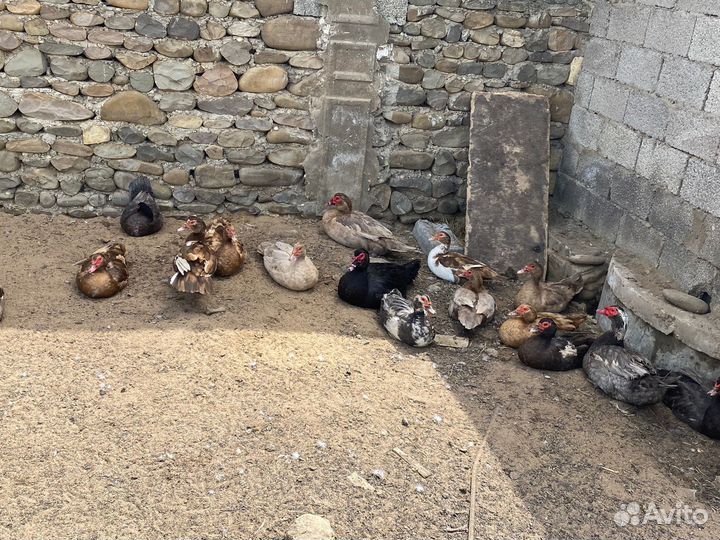 Яйцо индоутки