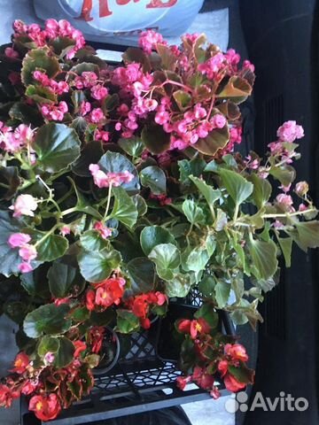 Бегония вечноцветущая махровая