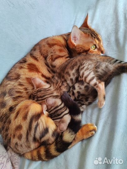 Бенгальские котята