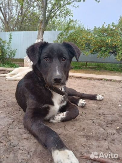 Щенок в дар