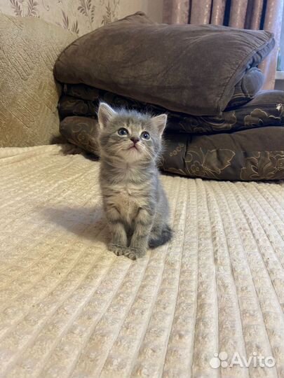 Отдам котёнка (девочка) в хорошие руки