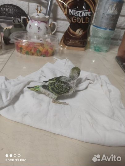 Птенцы волнистых попугаев