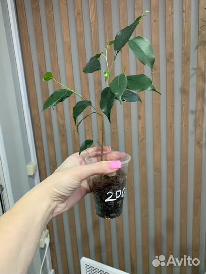 Фикус бенджамина