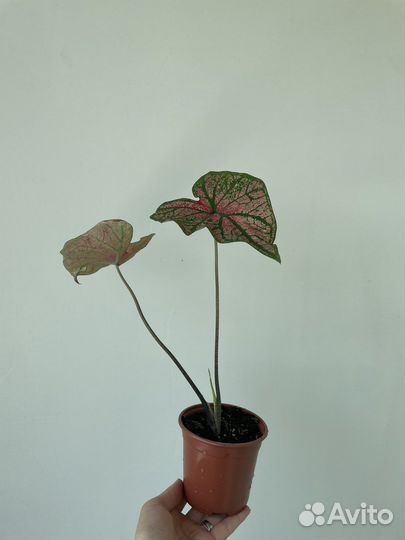 Каладиум Festivia