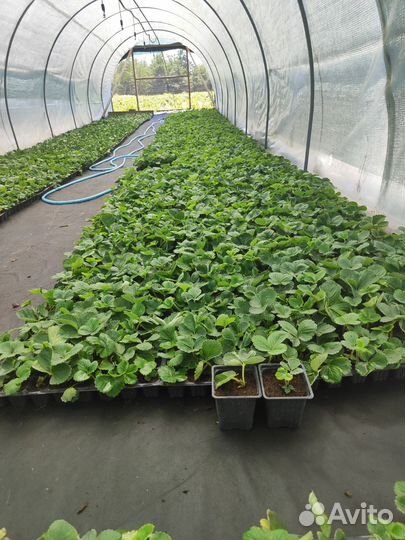 Рассада клубники