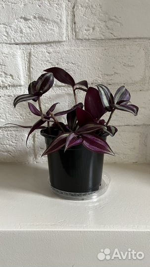 Традесканция зебрина