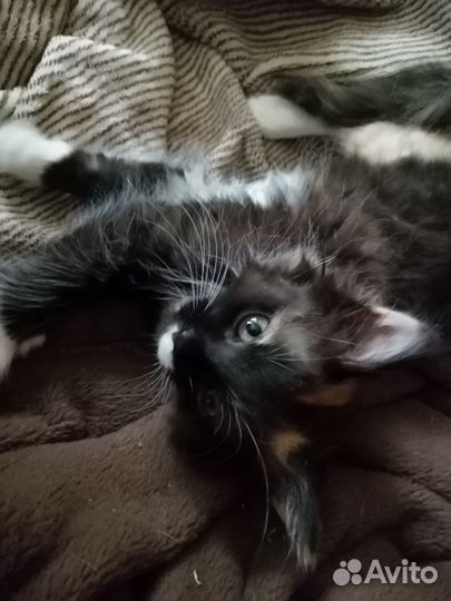 Кошечка в добрые руки