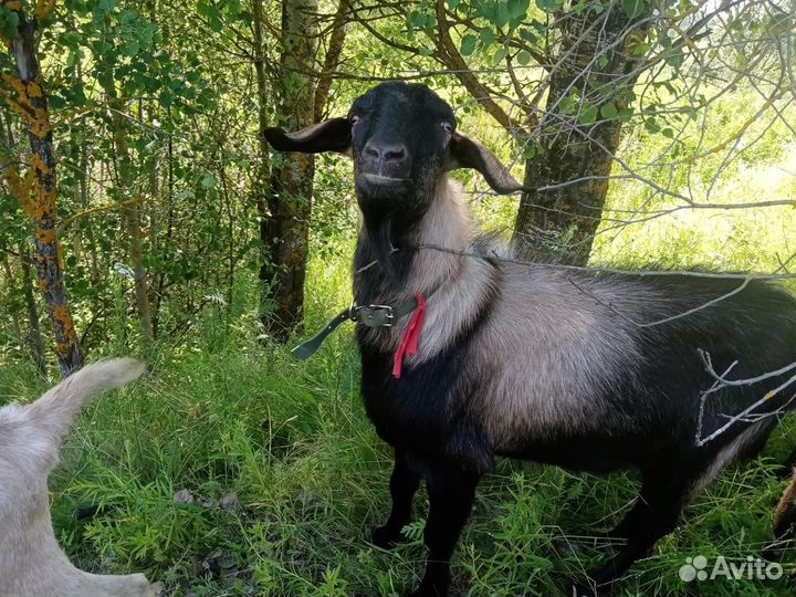 Нубийский козел