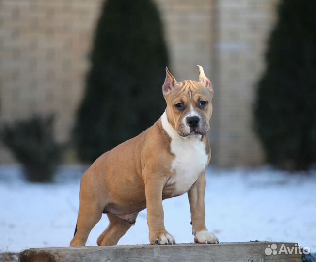 Тяжелый парень амстафф 2,5 мес