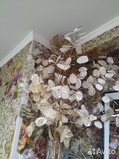 Сухоцветы для творчества