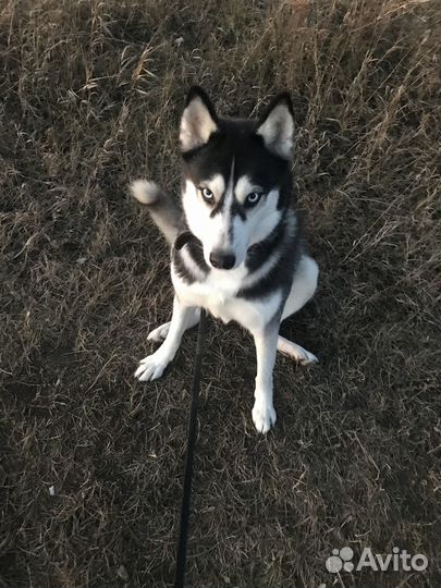 Отдам в добрые руки хаски, девочка 4 года