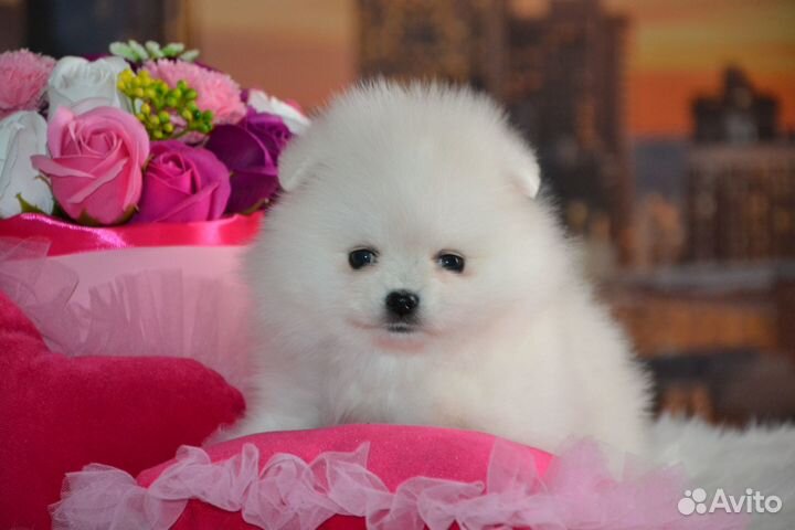 Померанский шпиц мальчики девочки