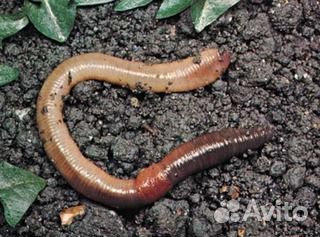 Черви выползки