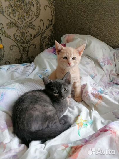 Котята в дар