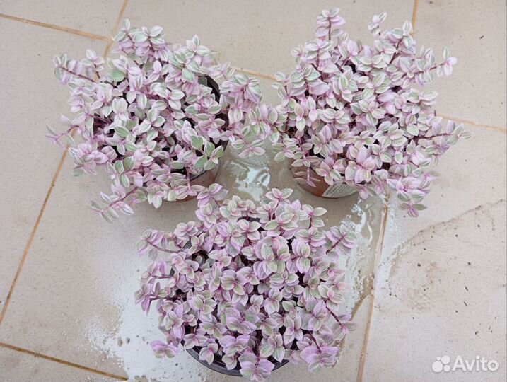 Комнатные цветы