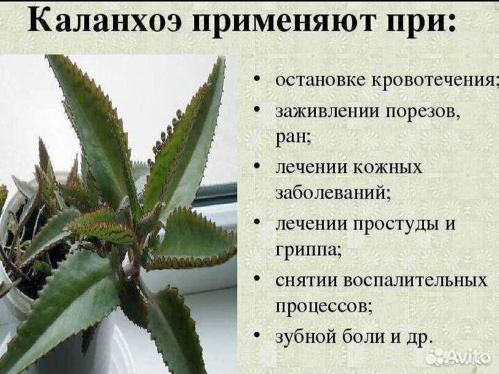 Каланхоэ Дегремона лечебный 1шт