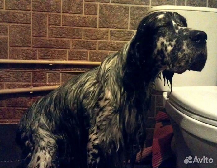 Гостиница для собак с домашней обстановкой