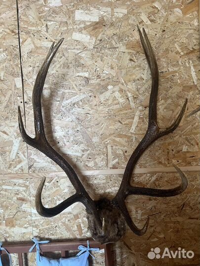 Рога изюбра