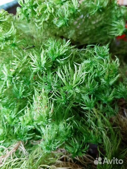 Мох сфагнум