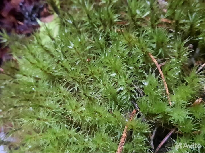 Мох для улиток